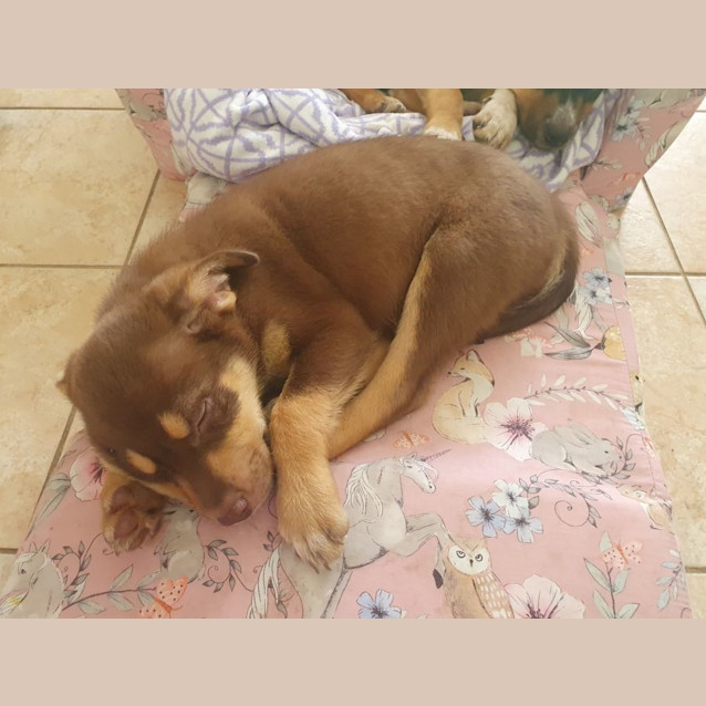 Photo of Bear (Teddy Bear)