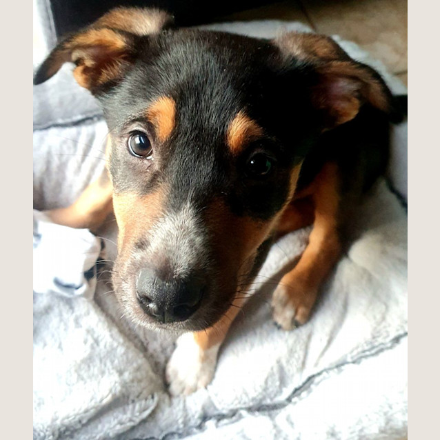 Photo of Kelpie X (Buddy)