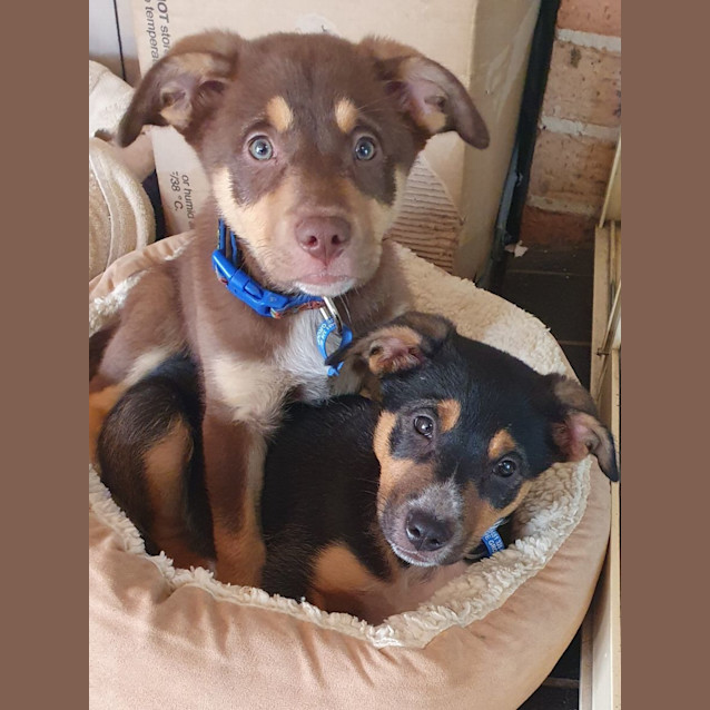 Photo of Kelpie X (Buddy)