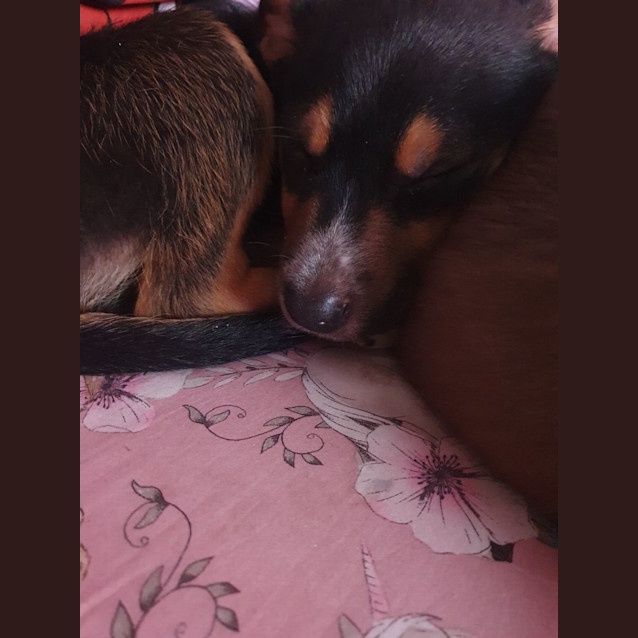 Photo of Kelpie X (Buddy)