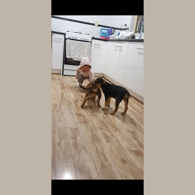 Photo of Kelpie X (Buddy)