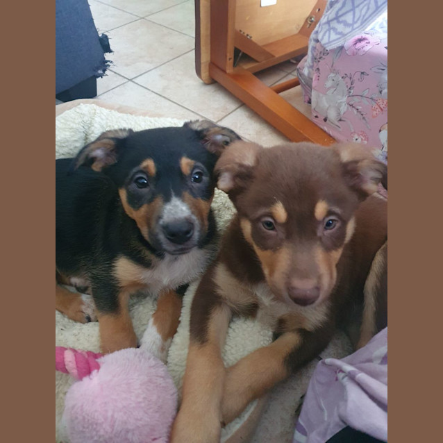 Photo of Kelpie X (Buddy)