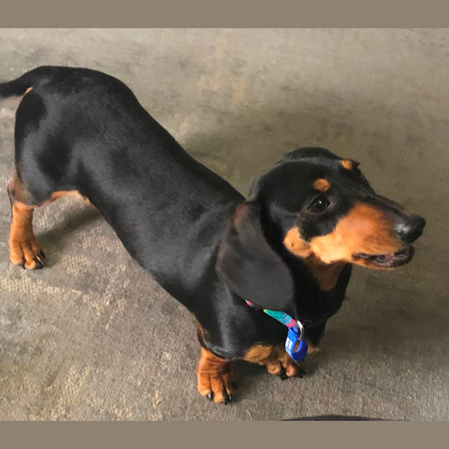 Photo of Sassy   9 Month Old Dachshund (Trial)