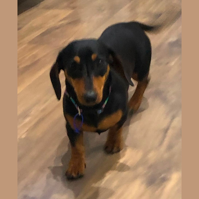 Photo of Sassy   9 Month Old Dachshund (Trial)