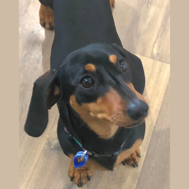 Photo of Sassy   9 Month Old Dachshund (Trial)