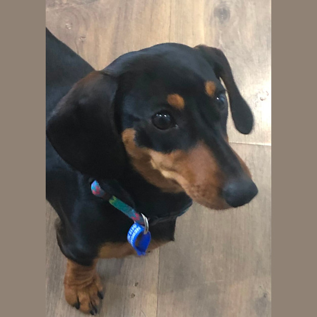Photo of Sassy   9 Month Old Dachshund (Trial)