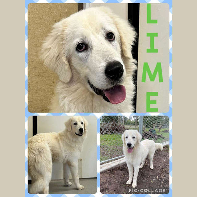Photo of Lime