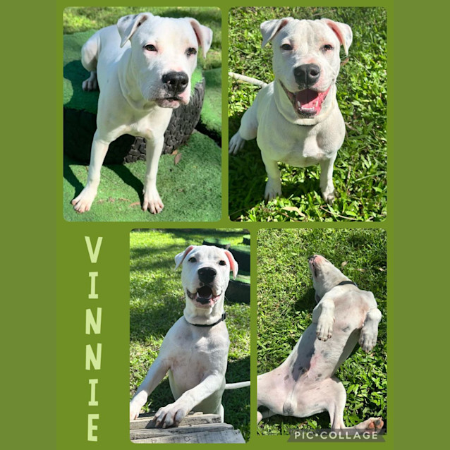Photo of Vinnie 