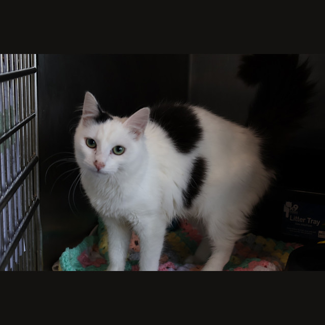 Photo of Tinker