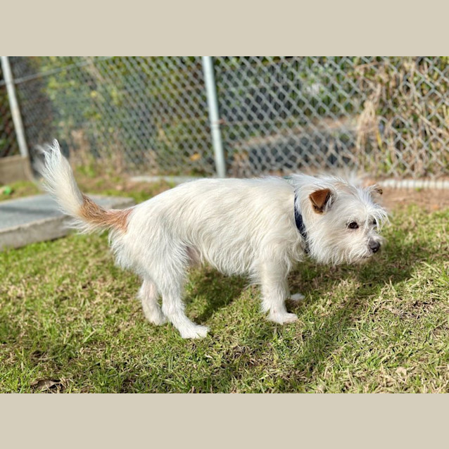 Photo of Spot