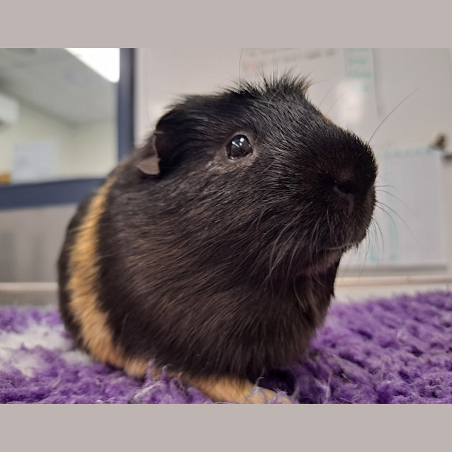 Photo of Elvis