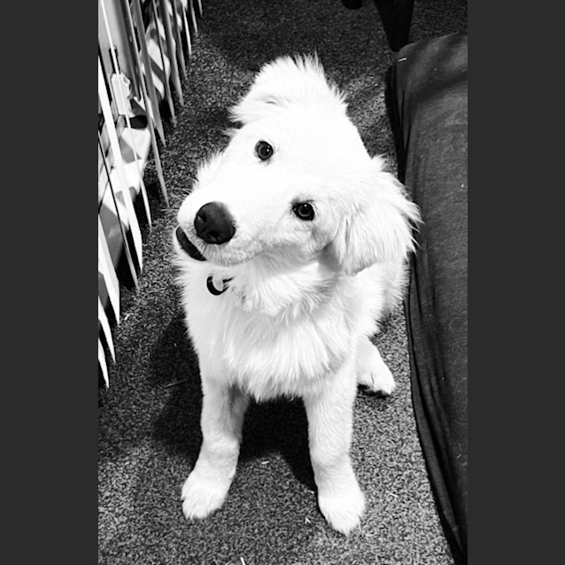 Photo of Mia   6 Month Old Maremma (Trial)