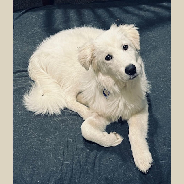 Photo of Mia   6 Month Old Maremma (Trial)