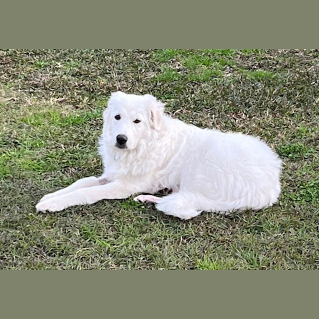 Photo of Mia   6 Month Old Maremma (Trial)