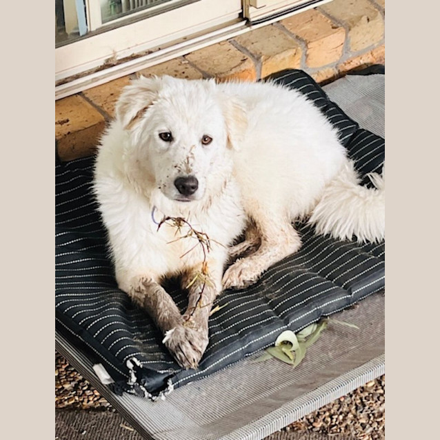 Photo of Mia   6 Month Old Maremma (Trial)