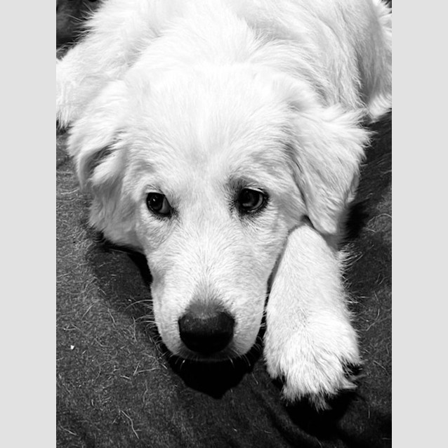 Photo of Mia   6 Month Old Maremma (Trial)