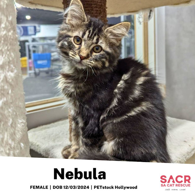 Photo of Nebula