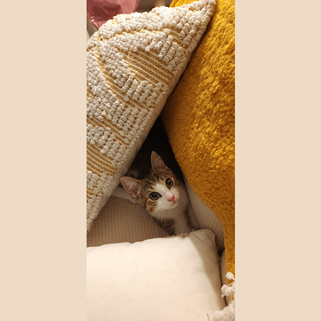 Photo of Squish And Shadow