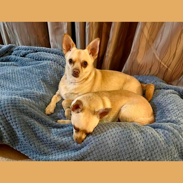 Photo of Benji And Enzo