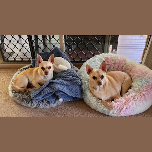 Photo of Benji And Enzo