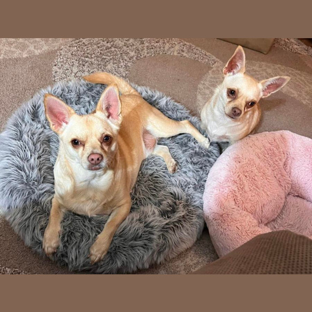 Photo of Benji And Enzo