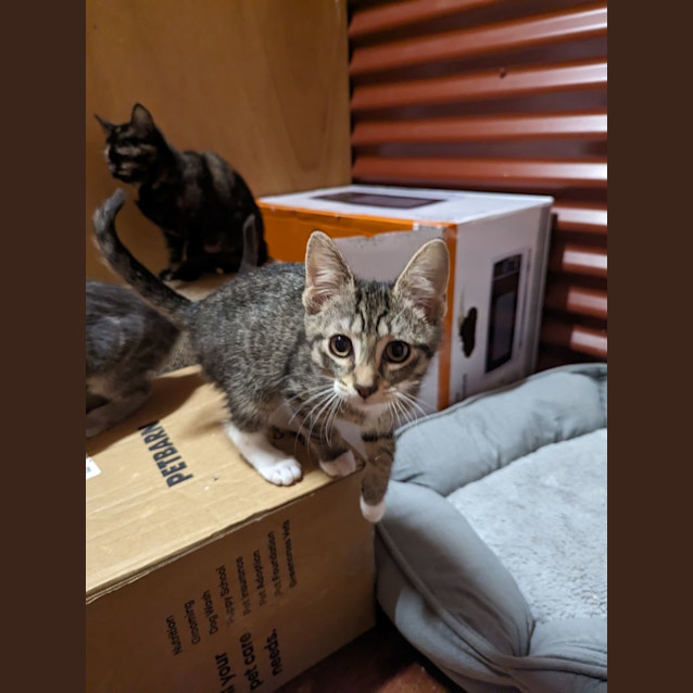 Photo of Mittens