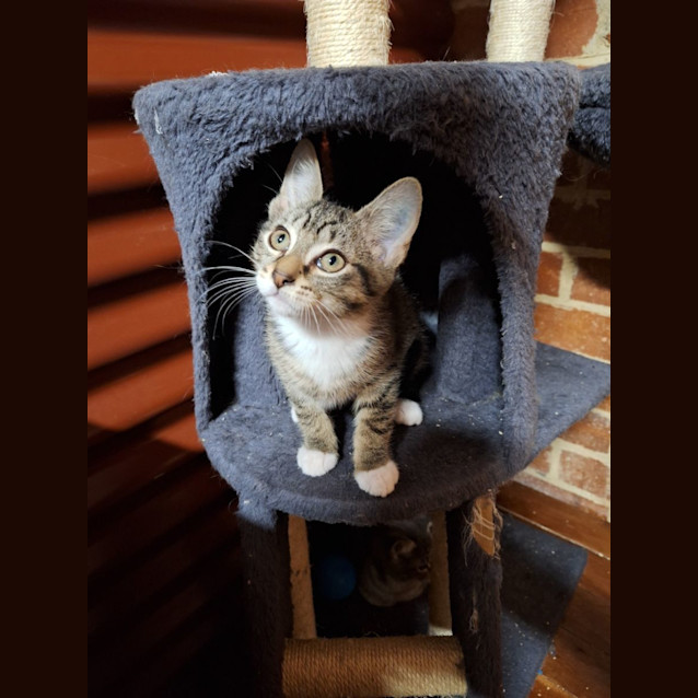 Photo of Mittens