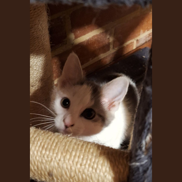 Photo of Snuggie