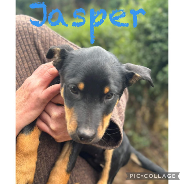 Photo of Jasper 