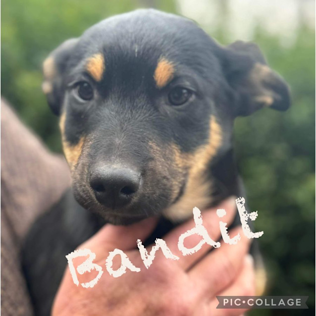 Photo of Bandit