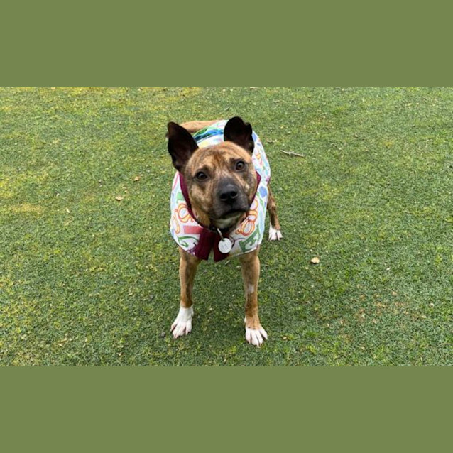 Photo of Bob Dog
