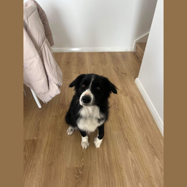 Photo of Alfie