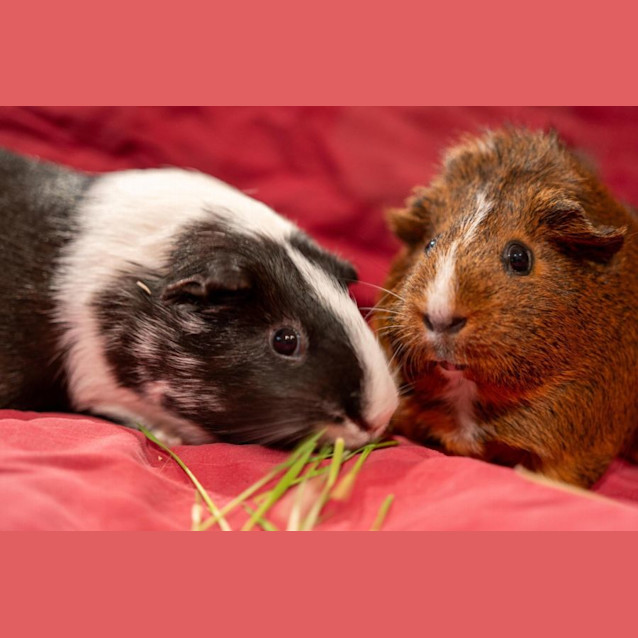 Photo of Cordellia And Kaysha
