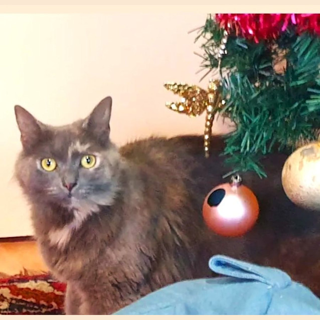 Photo of Momo   Located In Brunswick East