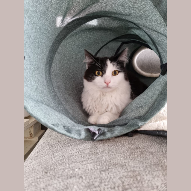 Photo of Fox & Paddy💙