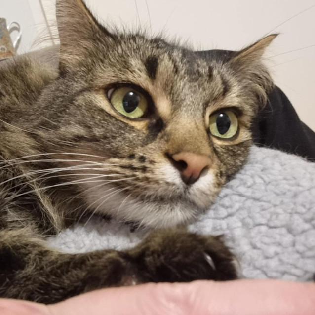 Photo of Bella   Located In Preston