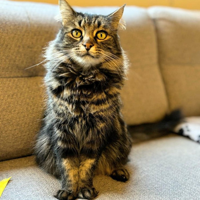 Photo of Bella   Located In Preston