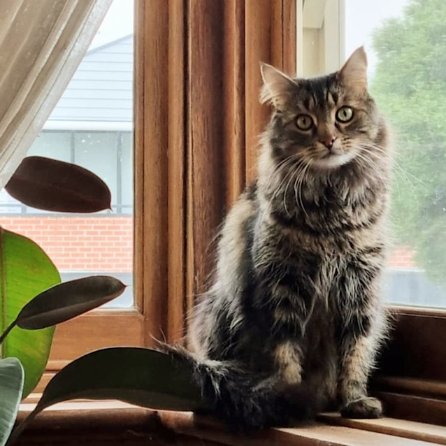 Photo of Bella   Located In Preston