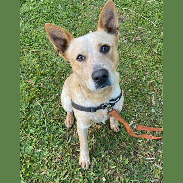 Photo of Rusty
