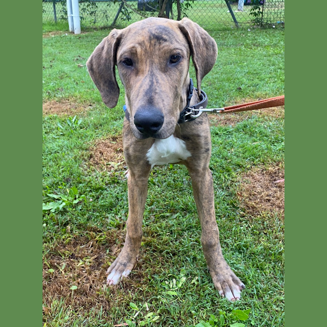 Photo of Caesar 