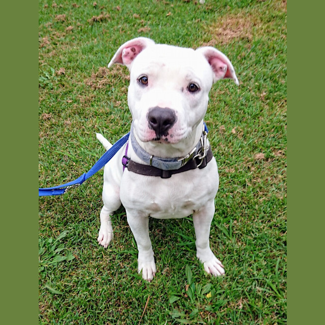 Photo of Bandit