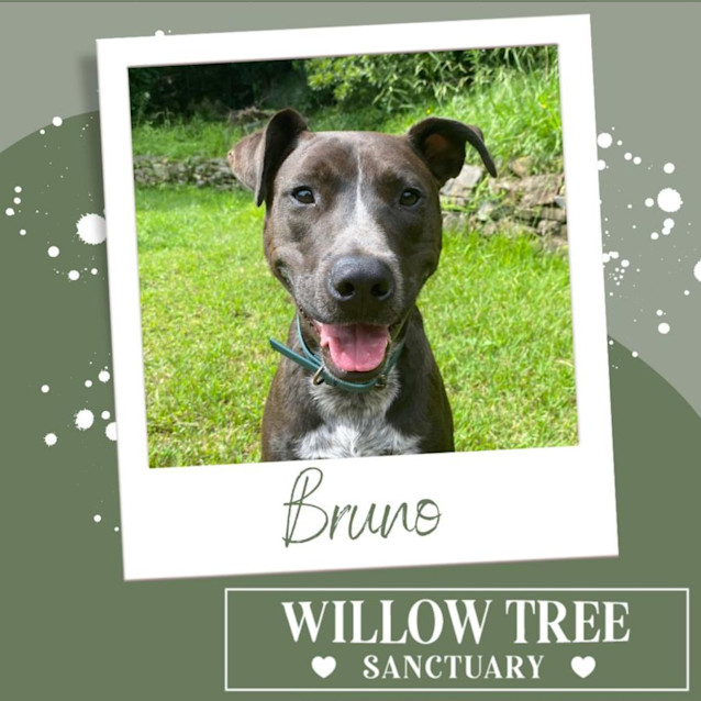 Photo of Bruno