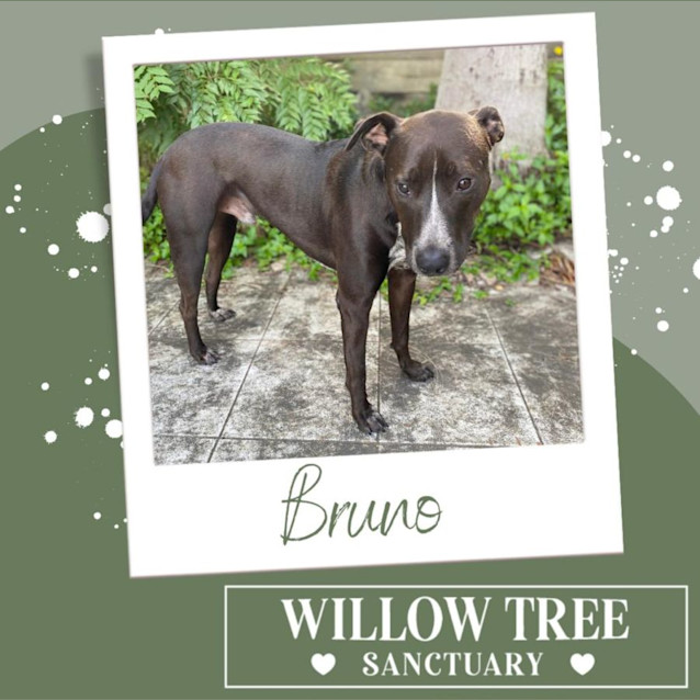 Photo of Bruno