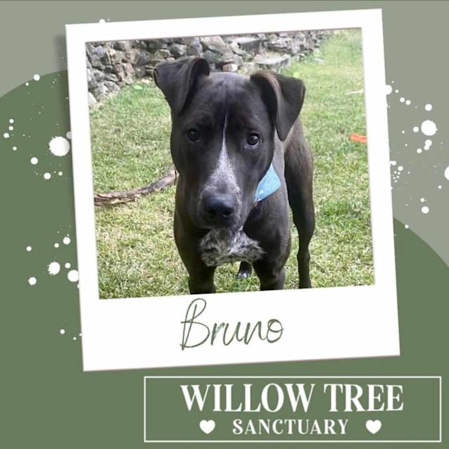 Photo of Bruno