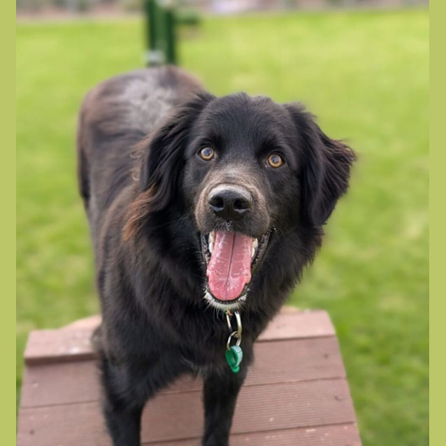 Photo of Cobi