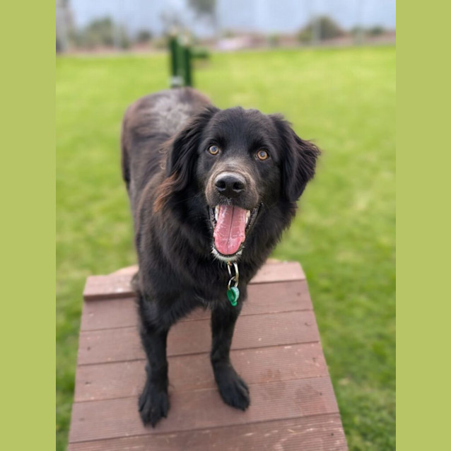 Photo of Cobi