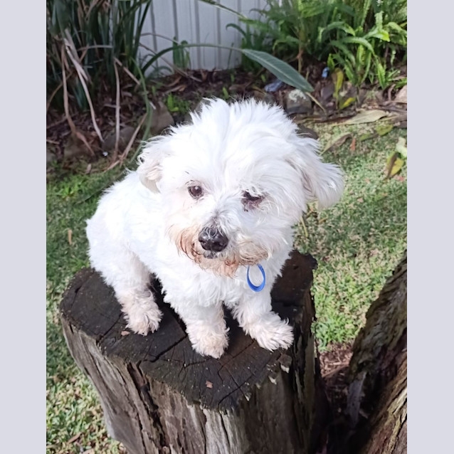 Photo of Jerry   10 Year Old Maltese X (Hold)