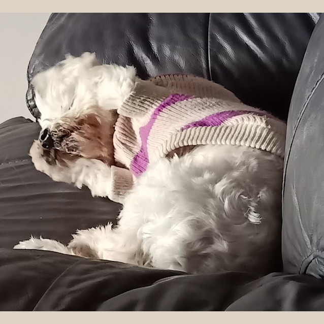Photo of Jerry   10 Year Old Maltese X (Hold)