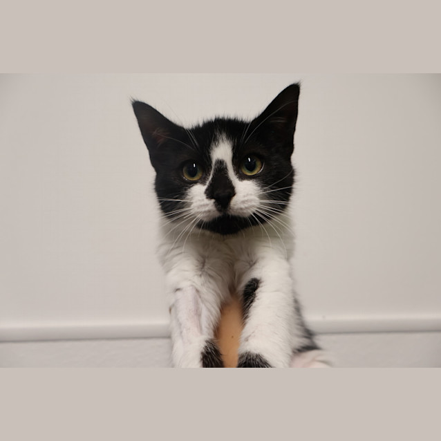 Photo of Magpie