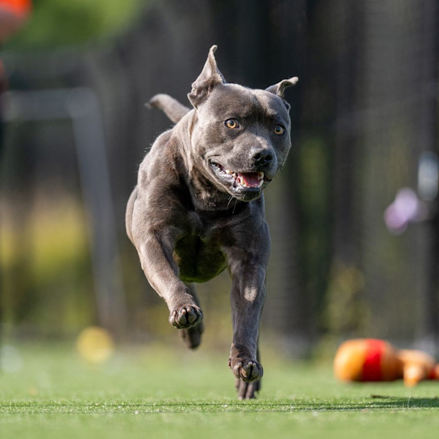 Photo of Pete Imp 836